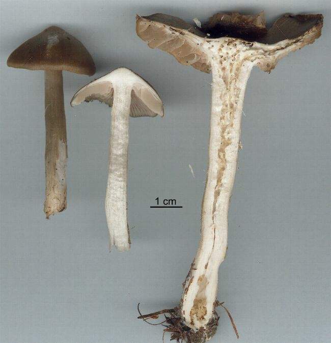 Entoloma aprile